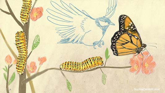 dessin de fleurs et arbres pour france bleu, expliquez-nous, jardinage, vidéo illustrée pédagogique, papillon et mésanges au jardin par sophia zandotti