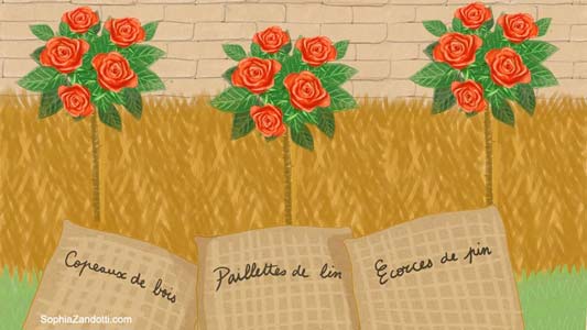 dessin limaces salade biere pour france bleu, expliquez-nous, jardinage, vidéo illustrée pédagogique par Sophia ZANDOTTI