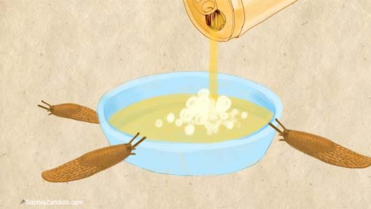 dessin limaces salade biere pour france bleu, expliquez-nous, jardinage, vidéo illustrée pédagogique