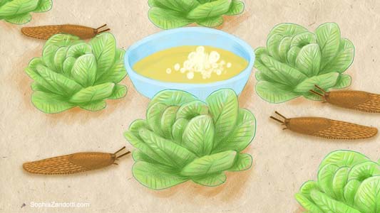 dessin limaces salade biere pour france bleu, expliquez-nous, jardinage, vidéo illustrée pédagogique